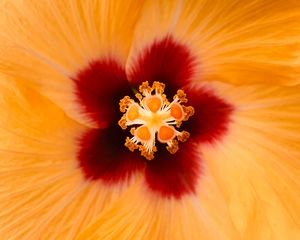 Preview wallpaper hibiscus, flower, yellow, macro, closeup