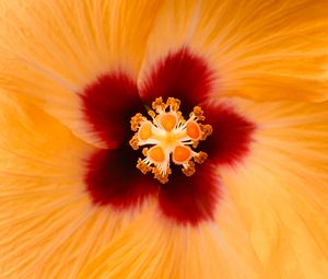 Preview wallpaper hibiscus, flower, yellow, macro, closeup