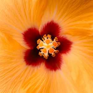 Preview wallpaper hibiscus, flower, yellow, macro, closeup