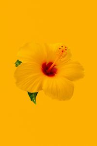 Preview wallpaper hibiscus, flower, yellow, minimalism
