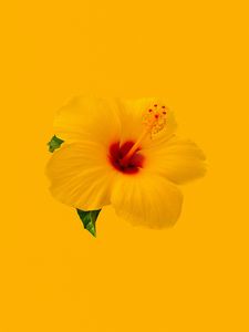 Preview wallpaper hibiscus, flower, yellow, minimalism