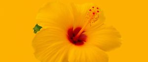 Preview wallpaper hibiscus, flower, yellow, minimalism