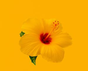 Preview wallpaper hibiscus, flower, yellow, minimalism