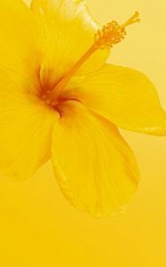 Preview wallpaper hibiscus, flower, yellow, minimalism, bloom