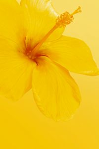 Preview wallpaper hibiscus, flower, yellow, minimalism, bloom