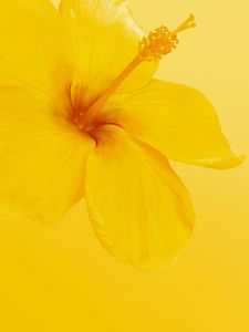 Preview wallpaper hibiscus, flower, yellow, minimalism, bloom