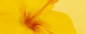 Preview wallpaper hibiscus, flower, yellow, minimalism, bloom