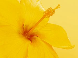 Preview wallpaper hibiscus, flower, yellow, minimalism, bloom
