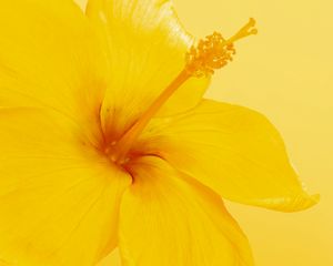 Preview wallpaper hibiscus, flower, yellow, minimalism, bloom