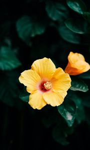 Preview wallpaper hibiscus, flower, yellow, bloom, plant