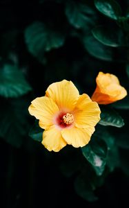 Preview wallpaper hibiscus, flower, yellow, bloom, plant