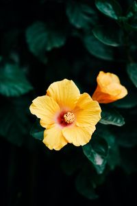 Preview wallpaper hibiscus, flower, yellow, bloom, plant