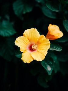 Preview wallpaper hibiscus, flower, yellow, bloom, plant