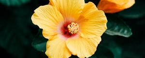 Preview wallpaper hibiscus, flower, yellow, bloom, plant