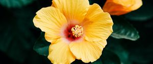 Preview wallpaper hibiscus, flower, yellow, bloom, plant