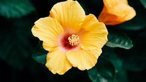 Preview wallpaper hibiscus, flower, yellow, bloom, plant