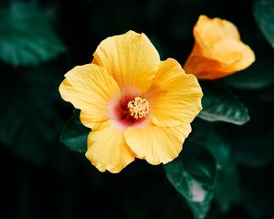 Preview wallpaper hibiscus, flower, yellow, bloom, plant