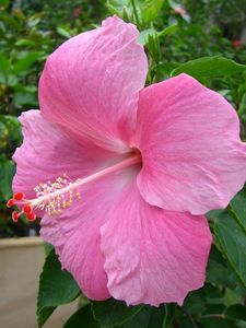 Preview wallpaper hibiscus, flowering, green, beautifully