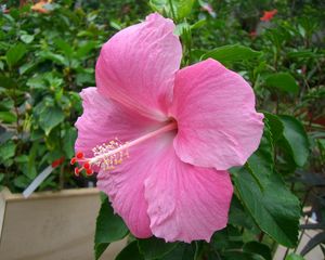 Preview wallpaper hibiscus, flowering, green, beautifully