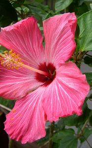 Preview wallpaper hibiscus, flowering, pink, stamen, close-up