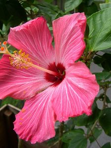 Preview wallpaper hibiscus, flowering, pink, stamen, close-up