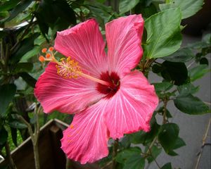 Preview wallpaper hibiscus, flowering, pink, stamen, close-up