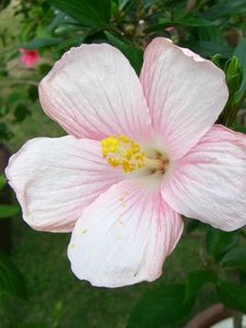 Preview wallpaper hibiscus, flowering, pink, delicate, buds