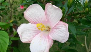 Preview wallpaper hibiscus, flowering, pink, delicate, buds