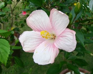 Preview wallpaper hibiscus, flowering, pink, delicate, buds