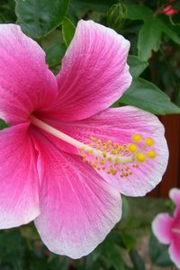 Preview wallpaper hibiscus, flowering, pink, green