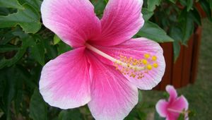 Preview wallpaper hibiscus, flowering, pink, green