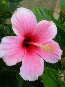 Preview wallpaper hibiscus, flowering, pink, stamen, greens