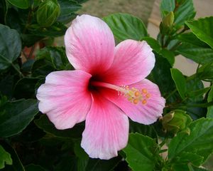 Preview wallpaper hibiscus, flowering, pink, stamen, greens