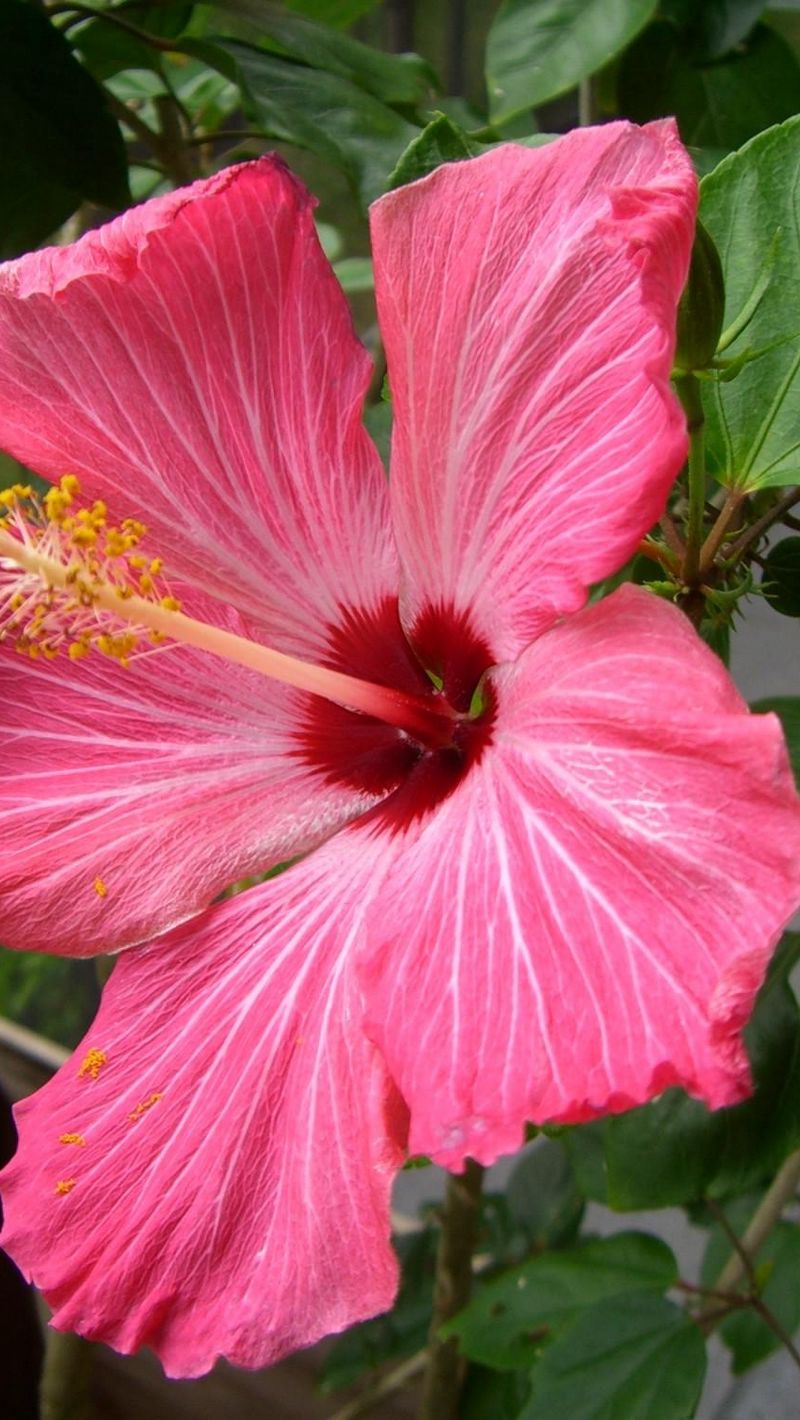 Download wallpaper 800x1420 hibiscus, flowering, pink, stamen, close-up ...