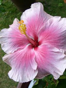 Preview wallpaper hibiscus, flowering, pot, stamen