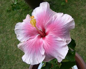 Preview wallpaper hibiscus, flowering, pot, stamen