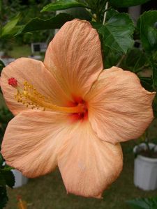 Preview wallpaper hibiscus, flowering, pot, herbs