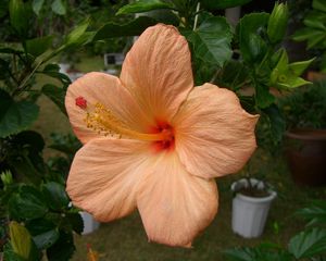 Preview wallpaper hibiscus, flowering, pot, herbs