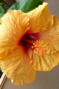 Preview wallpaper hibiscus, flowering, pot, leaves