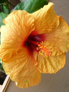 Preview wallpaper hibiscus, flowering, pot, leaves