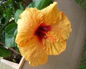 Preview wallpaper hibiscus, flowering, pot, leaves