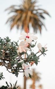 Preview wallpaper hibiscus, flowers, branch, bloom, flower