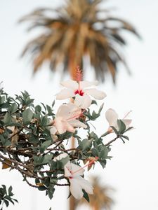 Preview wallpaper hibiscus, flowers, branch, bloom, flower