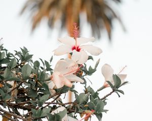 Preview wallpaper hibiscus, flowers, branch, bloom, flower