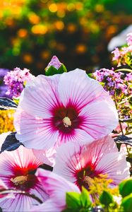 Preview wallpaper hibiscus, flowers, petals, blur