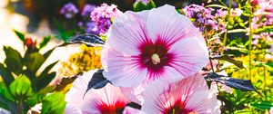 Preview wallpaper hibiscus, flowers, petals, blur