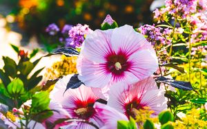 Preview wallpaper hibiscus, flowers, petals, blur