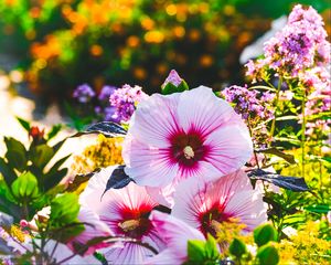 Preview wallpaper hibiscus, flowers, petals, blur