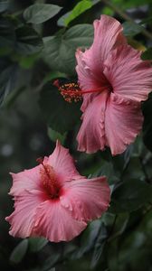 Preview wallpaper hibiscus, flowers, petals, pollen, pink, macro