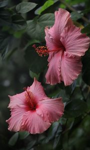 Preview wallpaper hibiscus, flowers, petals, pollen, pink, macro